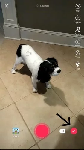 select the circled tick option to finish recording video on tiktok.